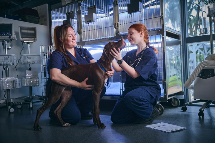 Two veterinary nurses in a clinic examining a dog, with medical cages and equipment in the background.