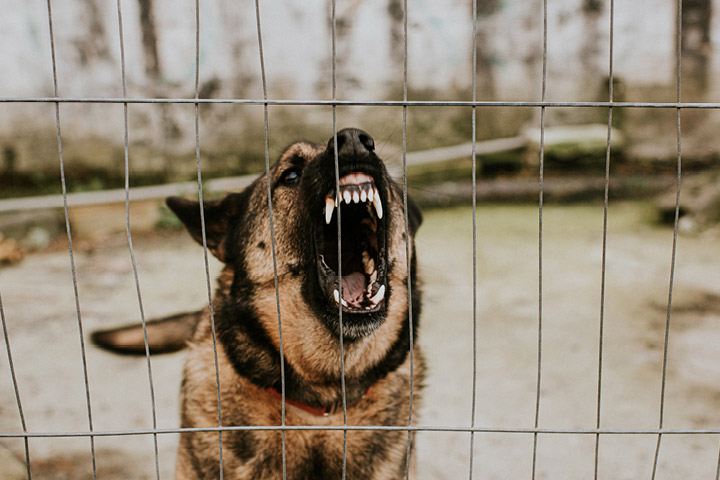 TAFE Statement in Dangerous Dog Handling and Assessment Workshop