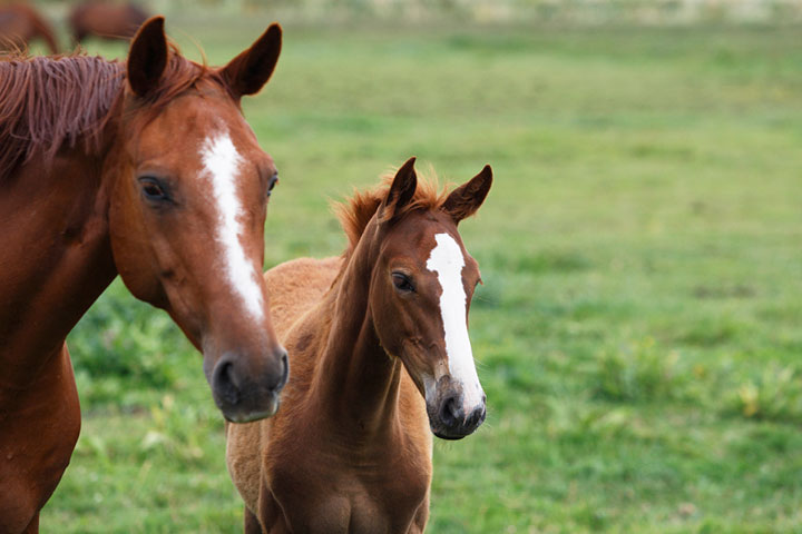 Certificate III in Horse Breeding