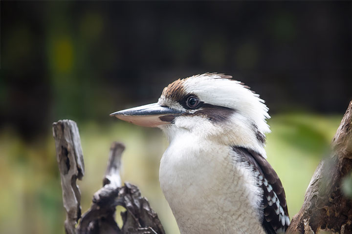 TAFE Statement in Basic Native Animal Rescue and Critical Care