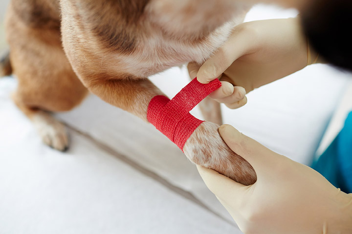 Caring veterinarian bandaging the leg of a beloved pet.