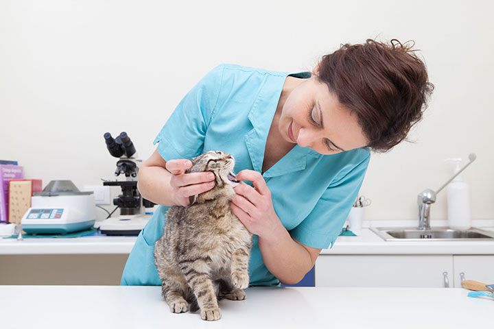 Female veterinarian in a vet clinic, carefully examining a kitten on an examination table.