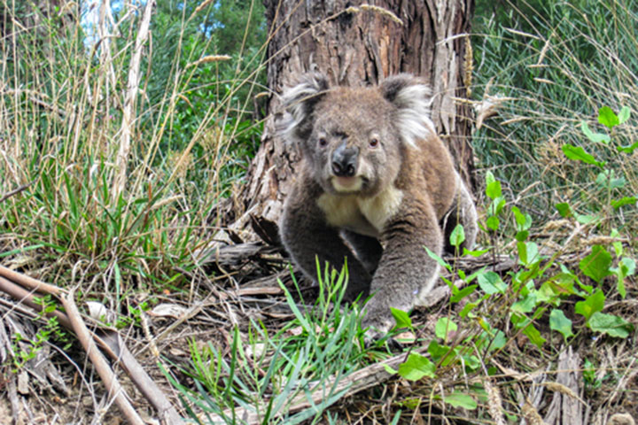 A koala at the base of a stringy bark tree in bushland.
