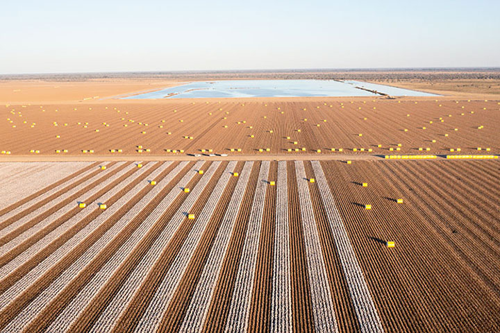 An aerial view of a cotton field with rows of cotton bales and a large pond in the distance.
