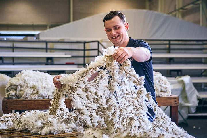 A person examining a small section of wool from a large pile, likely assessing its quality as part of the wool classing process.