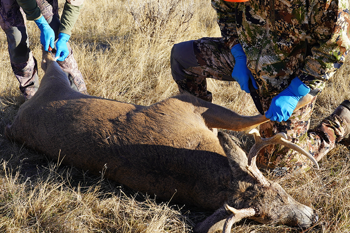 Statement of Attainment in Game Harvester