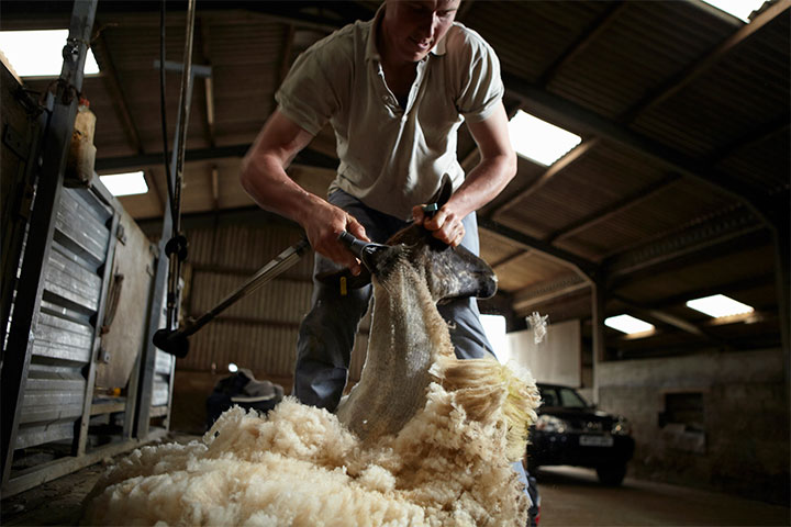 Certificate II in Shearing