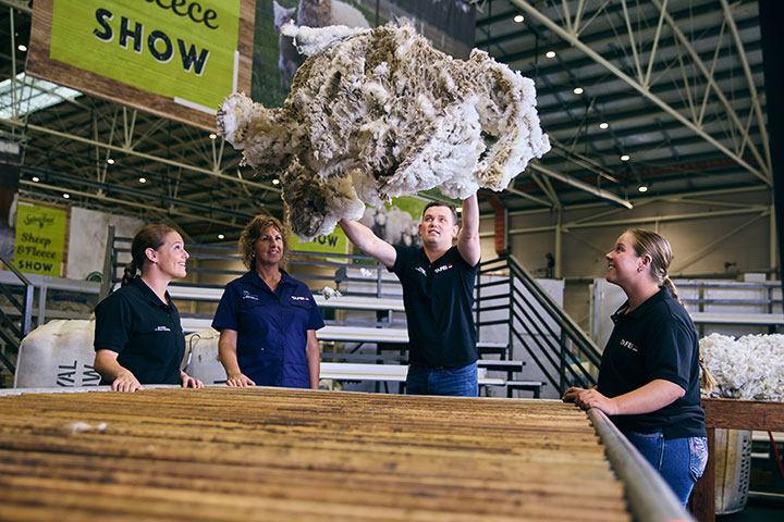 Certificate IV in Wool Classing