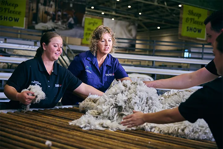 Certificate IV in Wool Classing