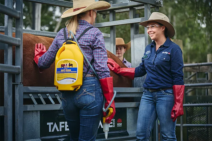 TAFE NSW agriculture student and teacher stand inside a cattle handling enclosure wearing wide‑brimmed hats, long‑sleeved work shirts, jeans, and red protective gloves. One holds a yellow backpack sprayer while the other rests a hand on livestock behind the metal rails during a practical training session.