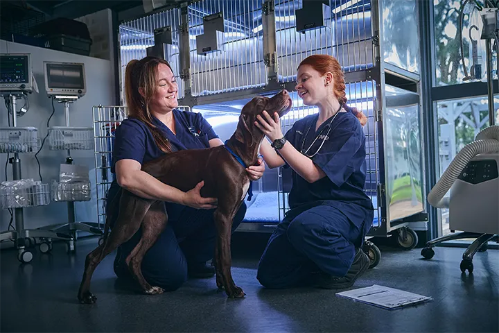 Vet nursing student and teacher kneel beside a large dog in a clinical training room, gently supporting and examining the animal in front of stainless steel enclosures and medical equipment.