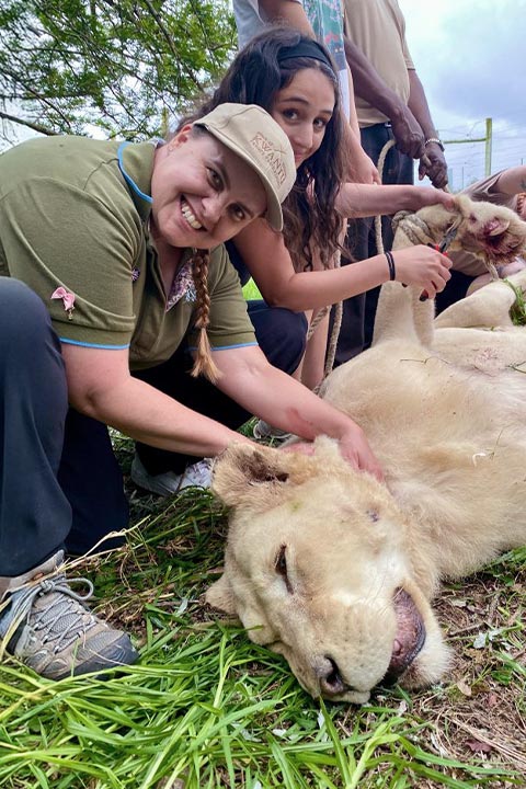 Belinda crouching with a lion in Africa
