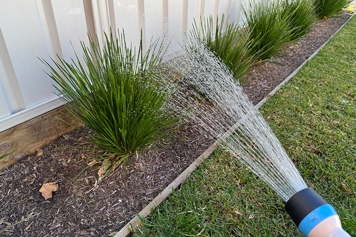 Hose watering a line of green plants along a cream white fence line. 