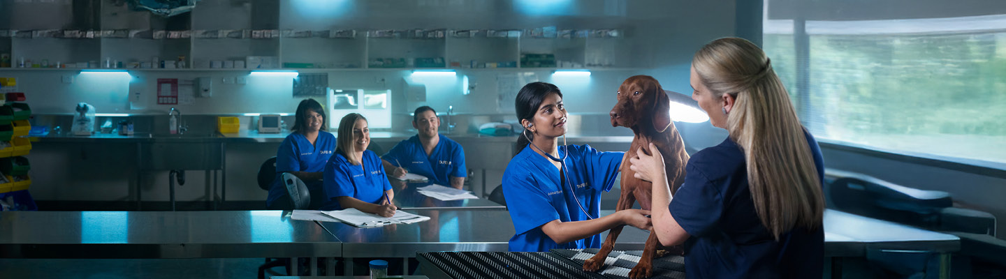 TAFE NSW students providing care for a dog during a practical session.