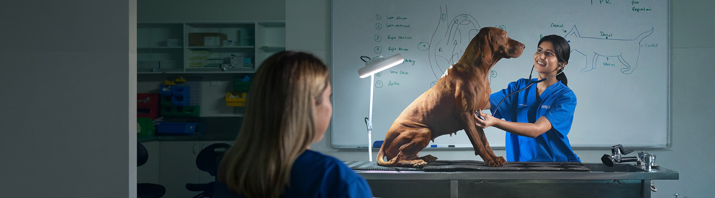 A person looking after a dog while another person is watching