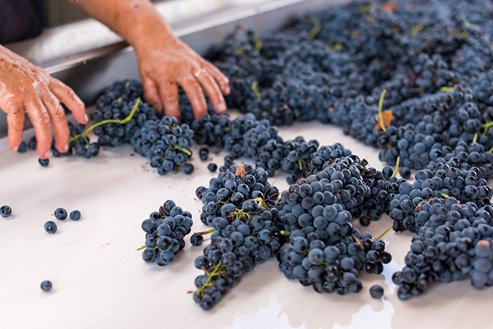 TAFE Statement in WSET Level 3 Award in Wines