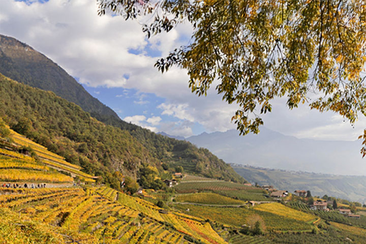 A Spanish vineyard in golden colours lies on the steep foothills of a forested mountain. There are hills and a mountain range in the distance and a leafy tree branch in the foreground, top right.