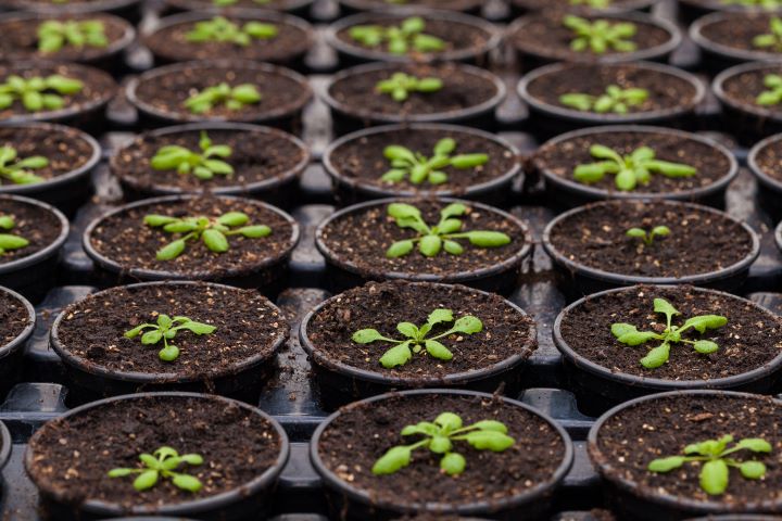 5 rows of newly potted plants. Each pot has small green plant growth.