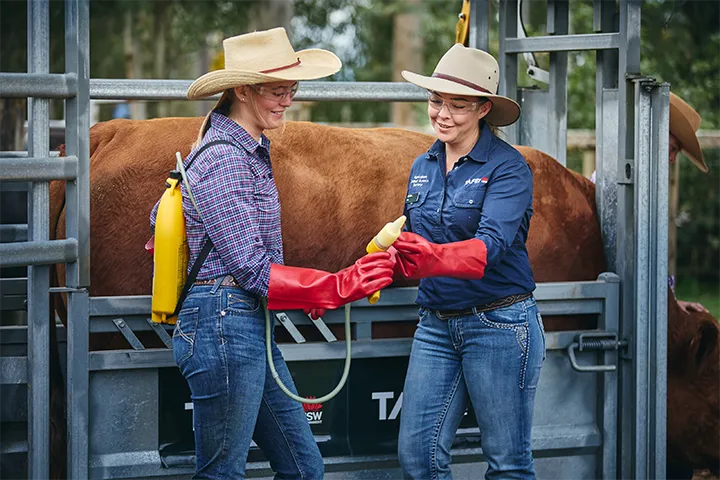 Agriculture student and teacher stand inside a cattle handling enclosure, wearing wide‑brimmed hats, long‑sleeved work shirts, jeans, and red protective gloves. The student holds a yellow backpack sprayer while the teacher passes over a handheld applicator, with livestock secured behind the metal rails during a practical training session.