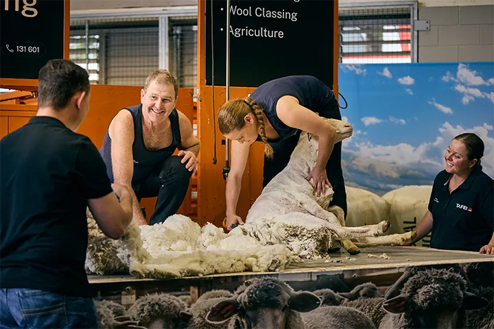 TAFE NSW shearing student holds and shears a sheep on a raised platform while a teacher and other students observe and assist, with fleece spread across the table and sheep visible in holding pens below inside an agricultural training facility.