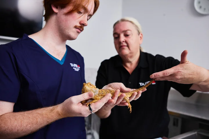 TAFE Statement in Basic Native Animal Rescue and Critical Care