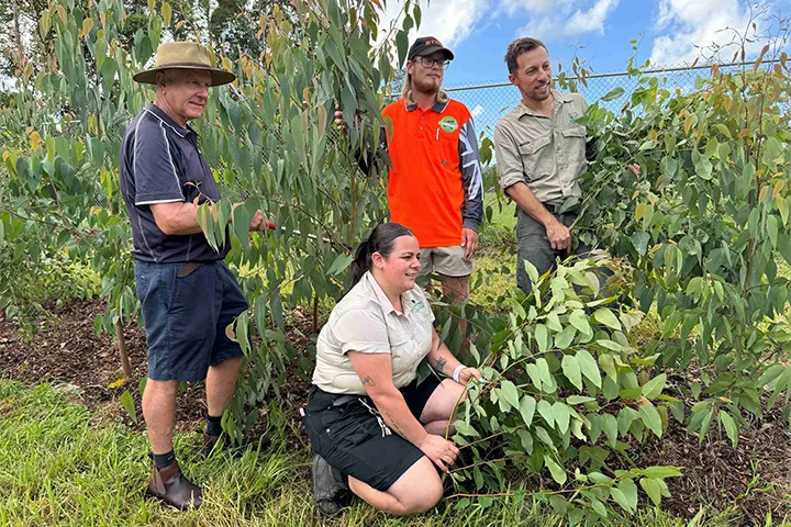Four members of the TAFE NSW Yallah Horticulture team are situated amongst flourishing native plants in their koala food forest.