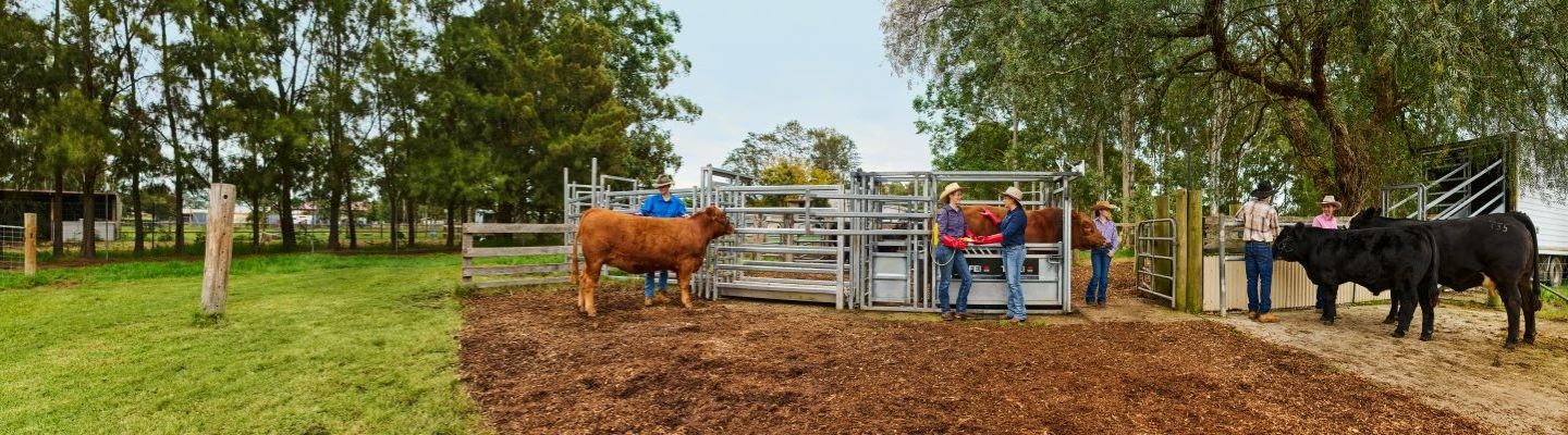 Students at TAFE NSW practising animal care techniques with cows in an outdoor training setting